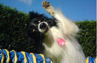 Flávio Tamaio - Foto 1