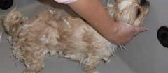 banho-e-tosa-de-animais-no-mandaqui-1438344222