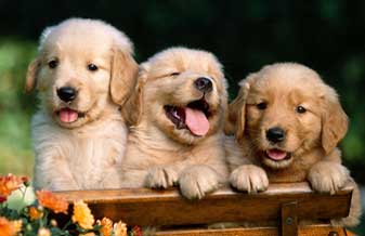 Animais Tropicais - Foto 1