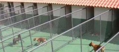 hotel-para-animais-no-mandaqui-1438345188