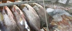 peixaria-no-mandaqui-1438213096